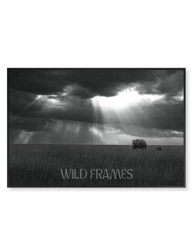 Elephant Long Shot - Canvas