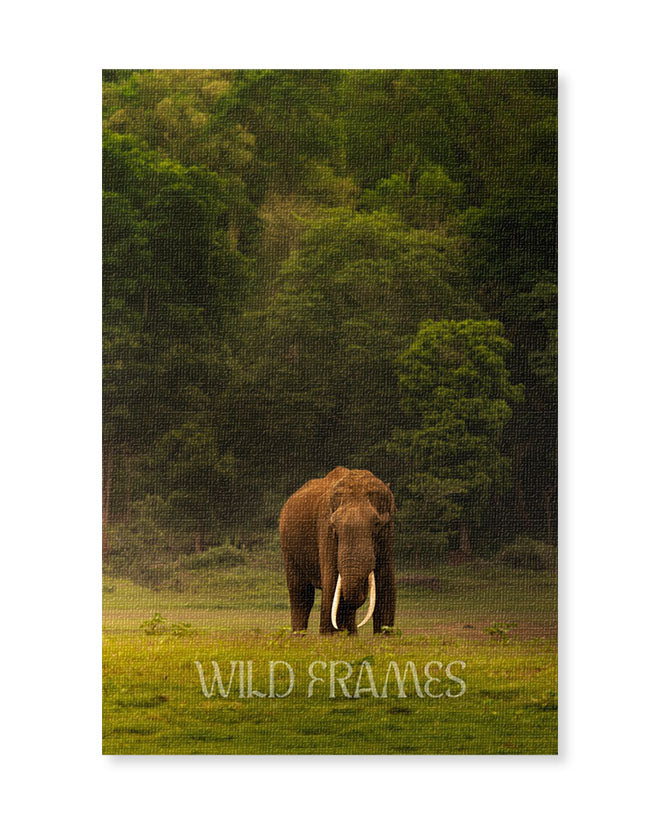 Elephant India - Canvas