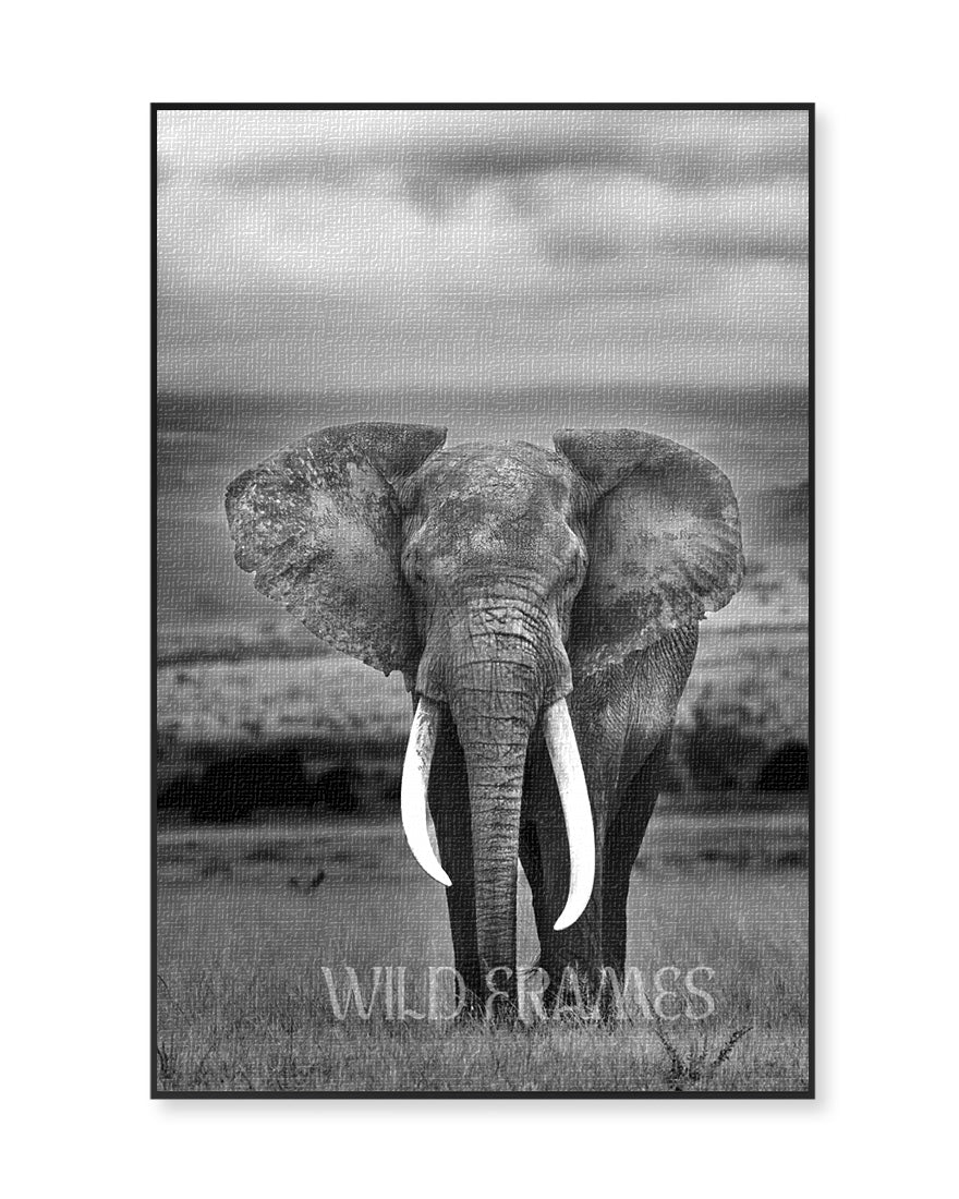 Elephant Big Horn Black and White - Canvas