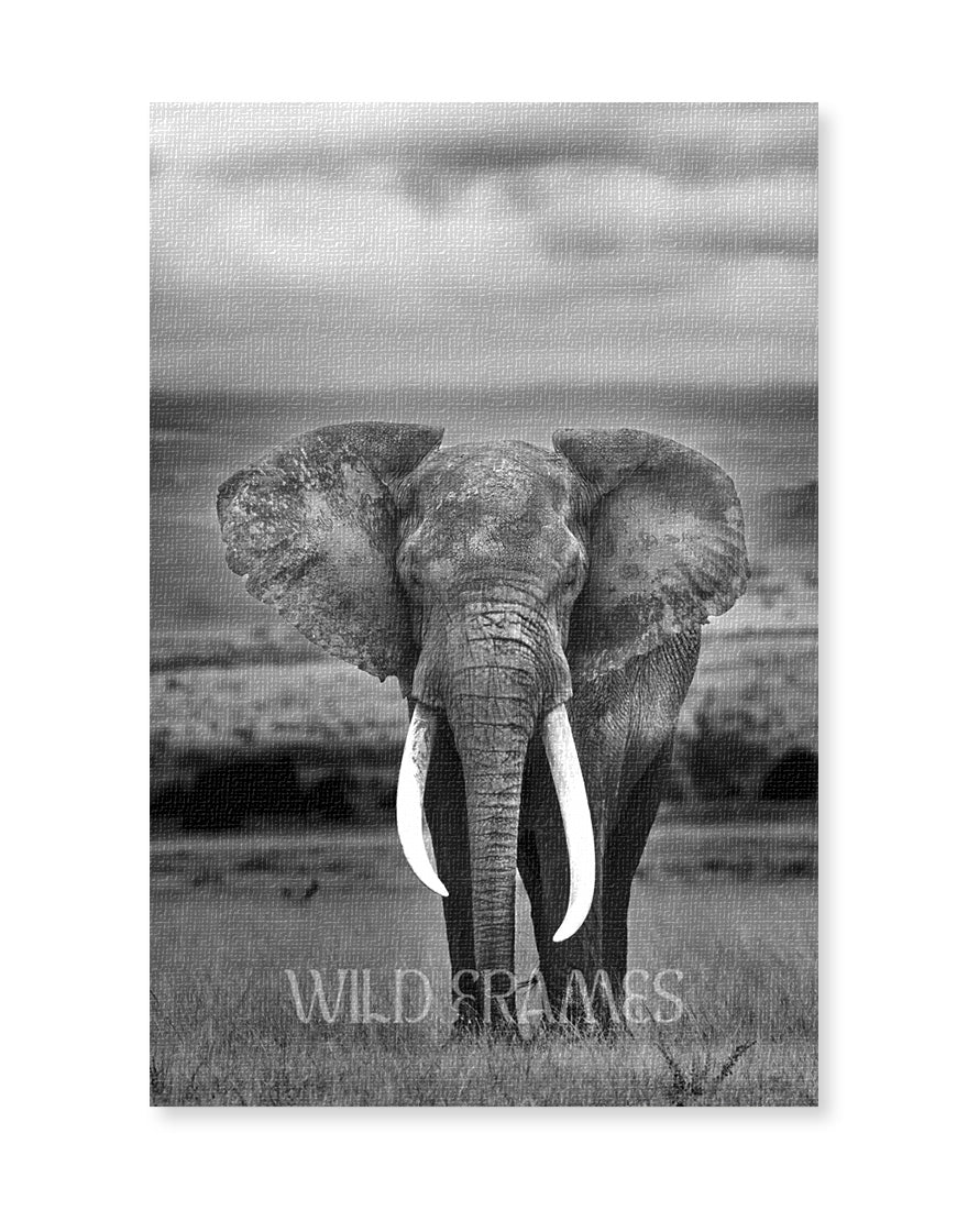 Elephant Big Horn Black and White - Canvas