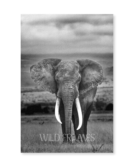 Elephant Big Horn Black and White - Canvas