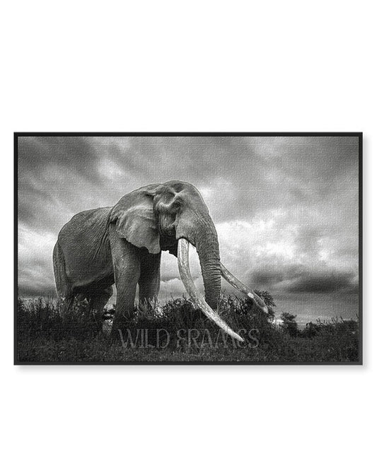 Elephant Black and White - Canvas