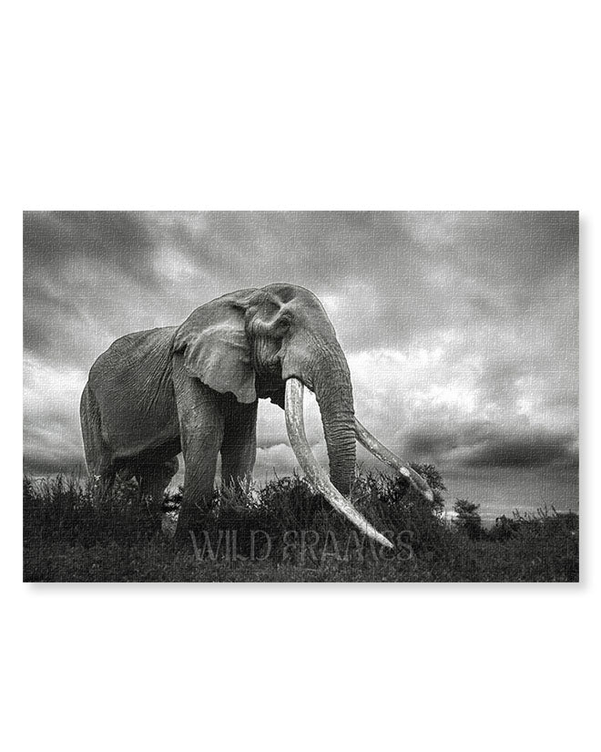 Elephant Black and White - Canvas