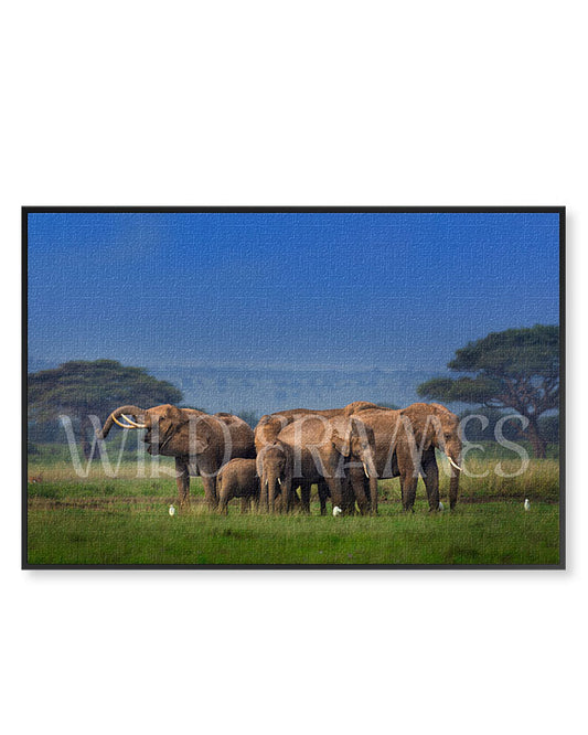 Elephant Community - Canvas