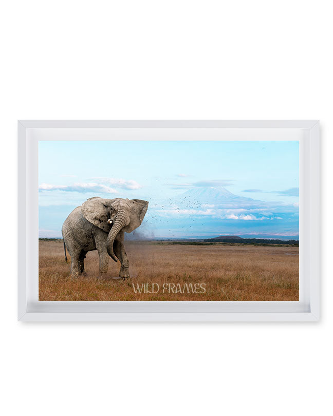 The mighty tusker stands proud, with Kilimanjaro’s beauty in the background-premium paper