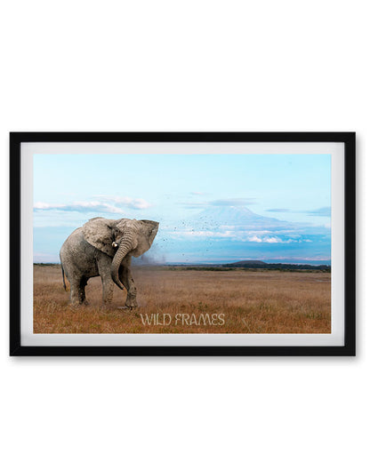 The mighty tusker stands proud, with Kilimanjaro’s beauty in the background-premium paper