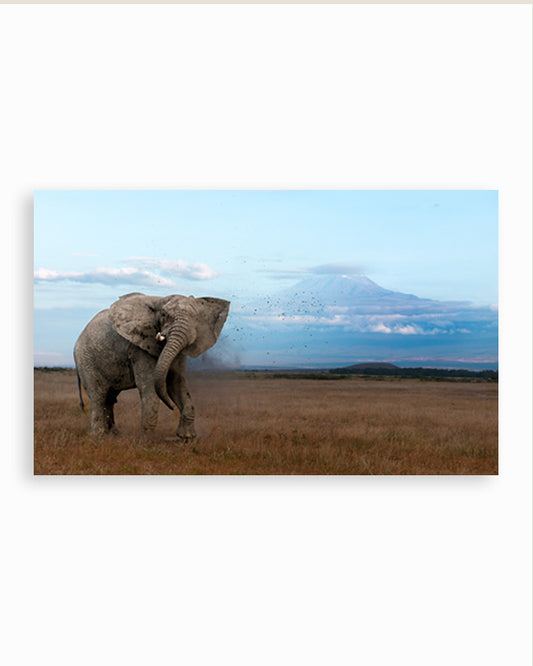 The mighty tusker stands in  Kilimanjaro’s beauty - canvas
