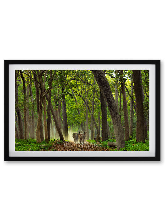 A Quiet Walk in the Wild – Elephant Wall Art - Framed Wall Art