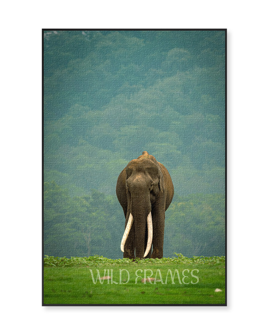 Elephant Indian Big - Canvas