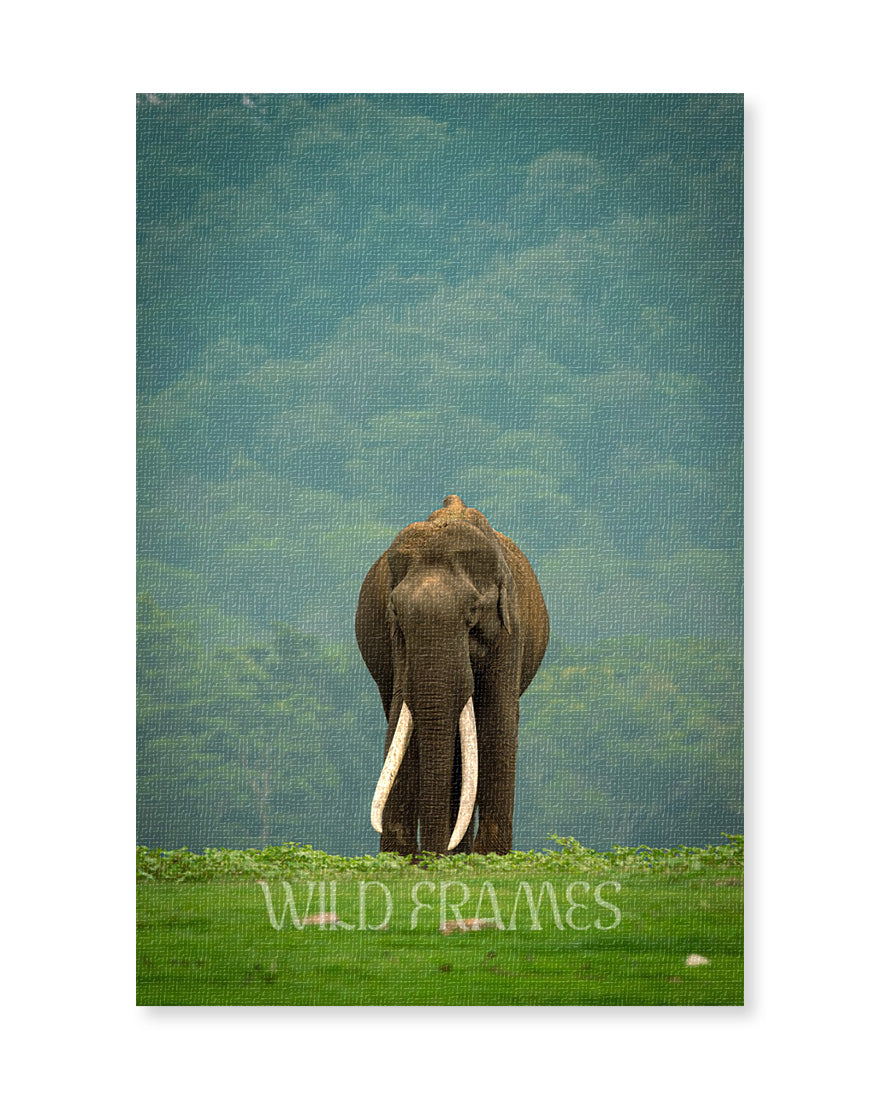 Elephant Indian Big - Canvas