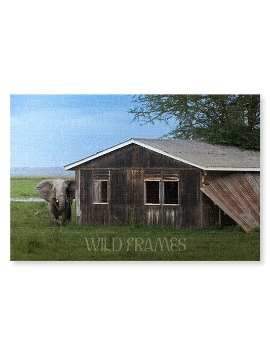 Elephant Encounter – Nature at Your Doorstep- Canvas wall art