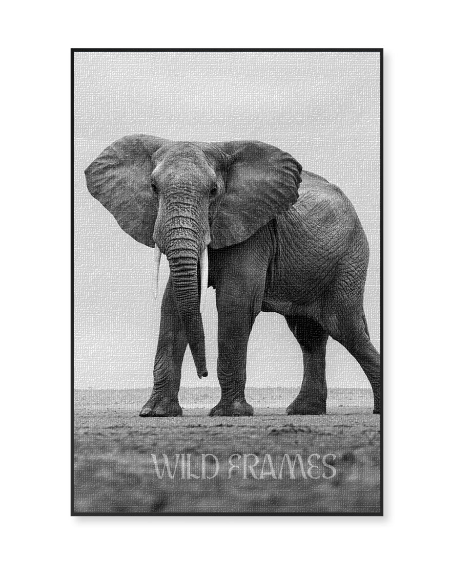 Majestic Giant – Black & White Elephant Portrait