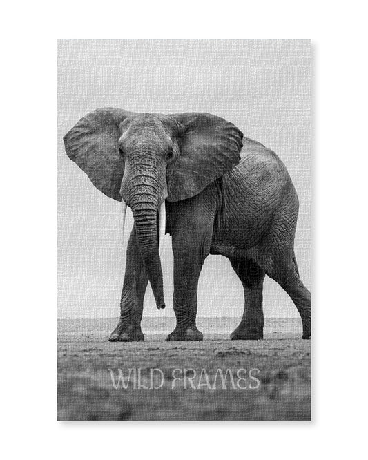 Majestic Giant – Black & White Elephant Portrait