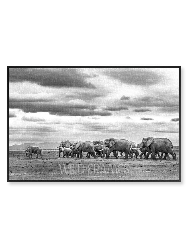 Elephants Family Child Leading - Canvas