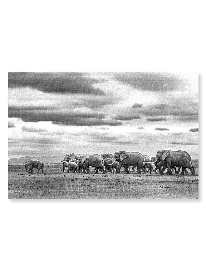 Elephants Family Child Leading - Canvas