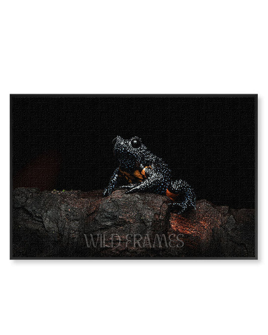 Galaxy Frog - Canvas