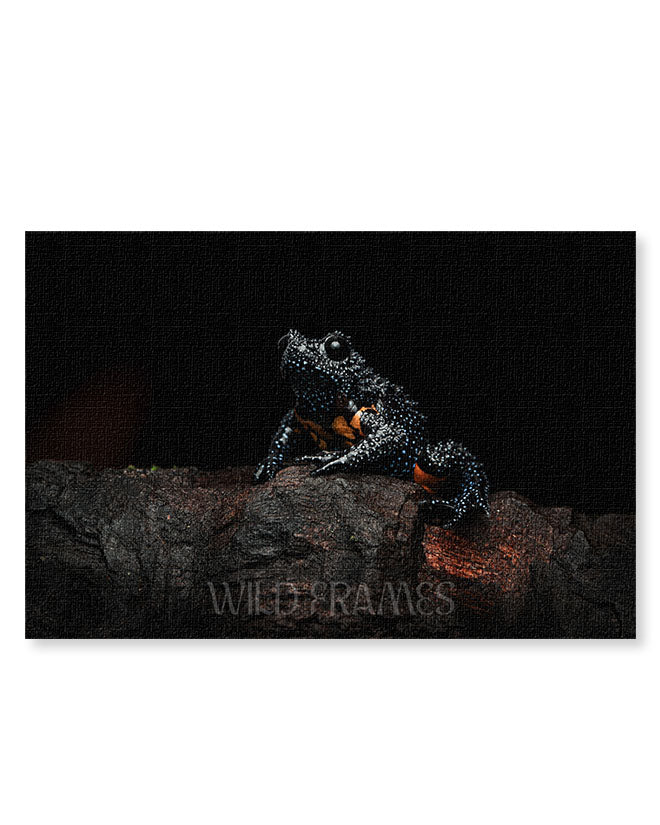 Galaxy Frog - Canvas