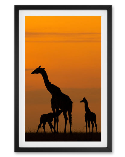 Golden hour grace, nature’s nurture.