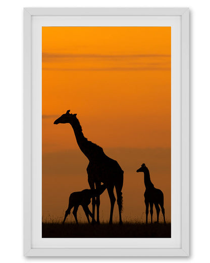 A framed picture featuring silhouettes of giraffes against an orange sunset background.
