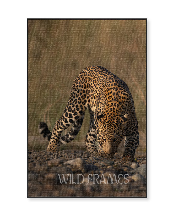 Prowl – Leopard Canvas for Bold, Nature- Inspired Spaces