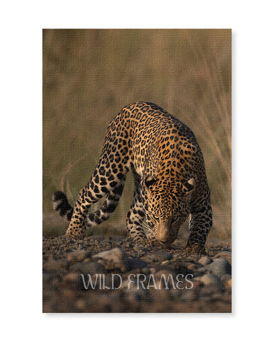 Prowl – Leopard Canvas for Bold, Nature- Inspired Spaces