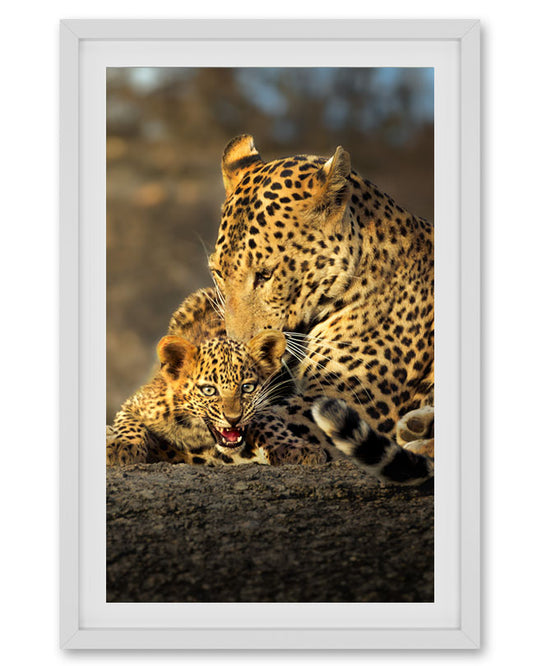 Leopard Mothers Love India - Premium Paper