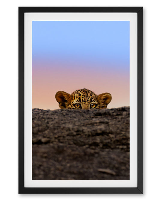 Leopard Cub Sneaking India - Premium Paper