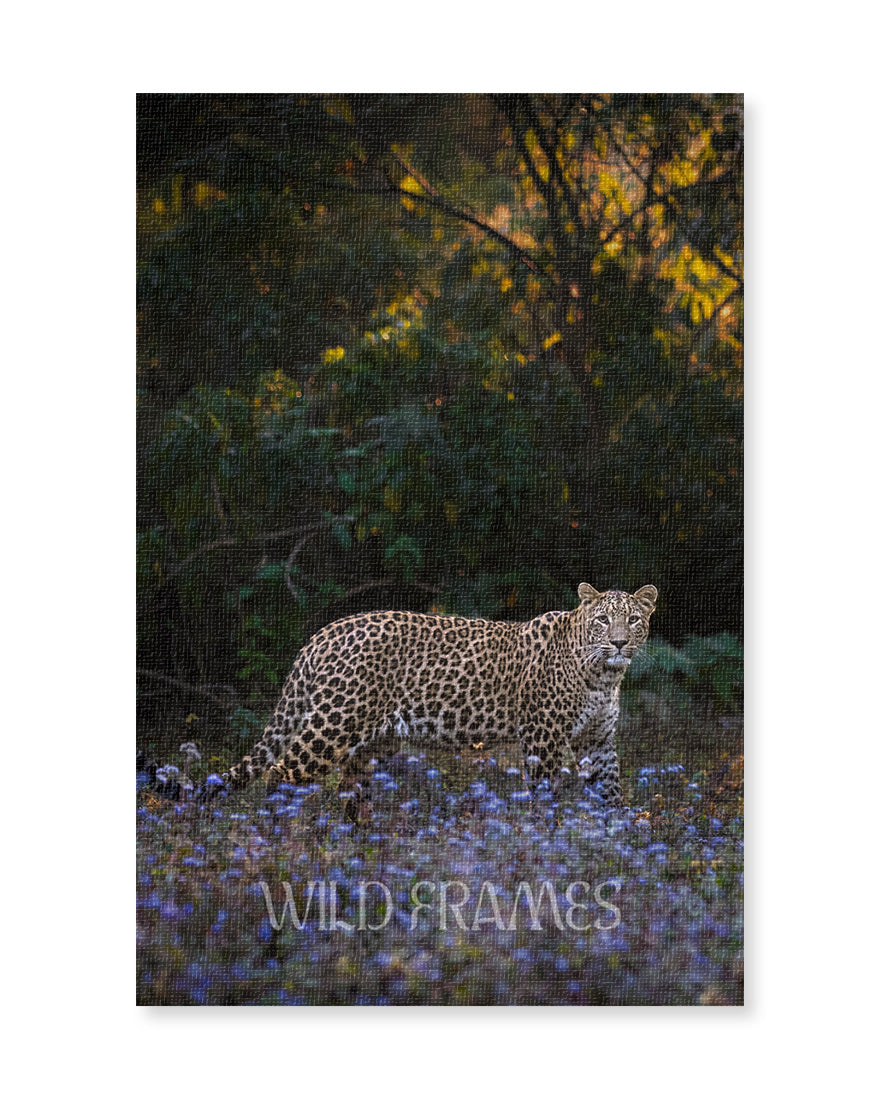 Leopard in Flower Field Looking Straight - Canvas