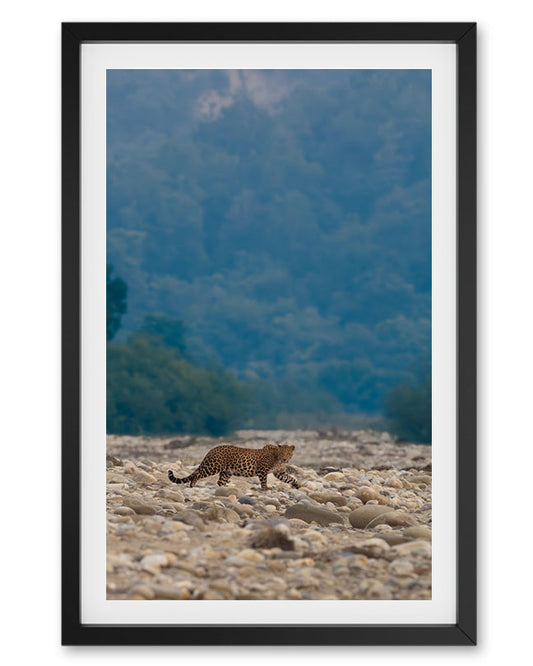 Solitude – Leopard famed Wall Art for Earthy  Interiors