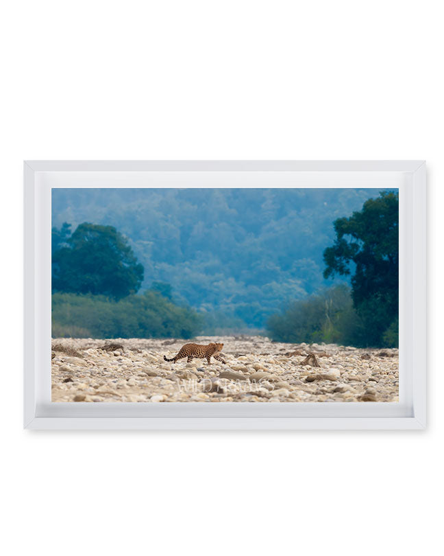 Leopard Crossing Riverbed – Landscape Wildlife  Framed Wall Art | Jungle Safari Nature Print