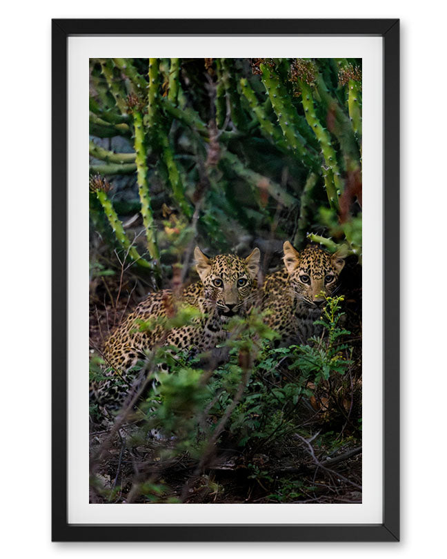 Leopard kids India - Premium Paper
