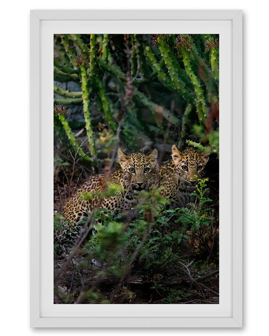 Leopard kids India - Premium Paper