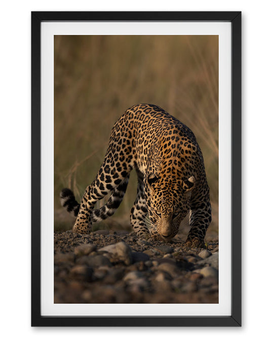 Prowl – Leopard Canvas for Bold, Nature- Inspired Spaces
