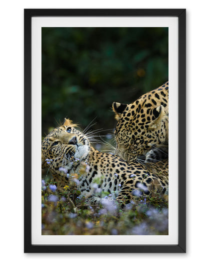 Leopard love India - Premium Paper