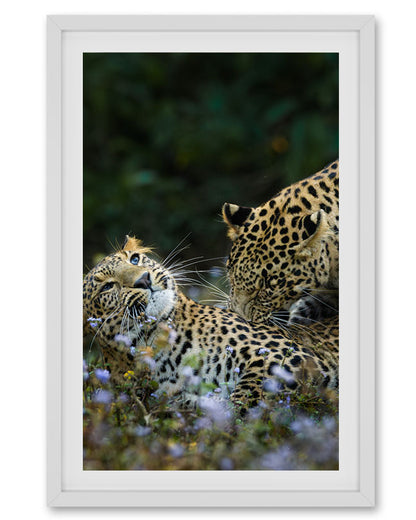 Leopard love India - Premium Paper