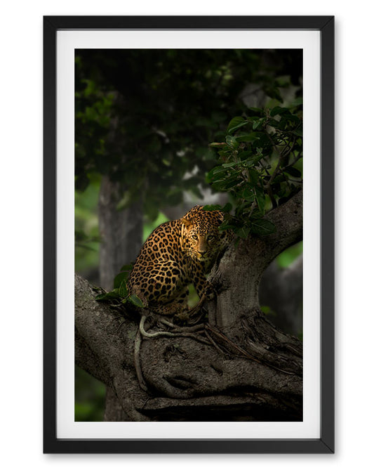 Shadow light – Leopard Tree Canvas for Luxe  Nature Decor