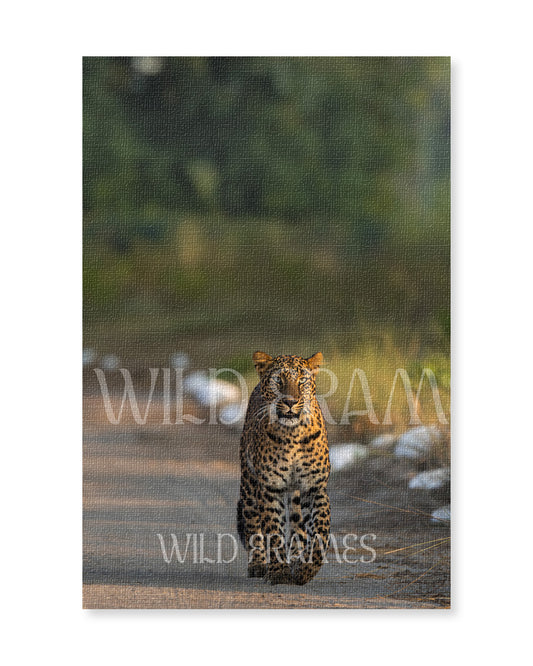 Stare – Leopard Canvas Wall Art for Refined  Interiors