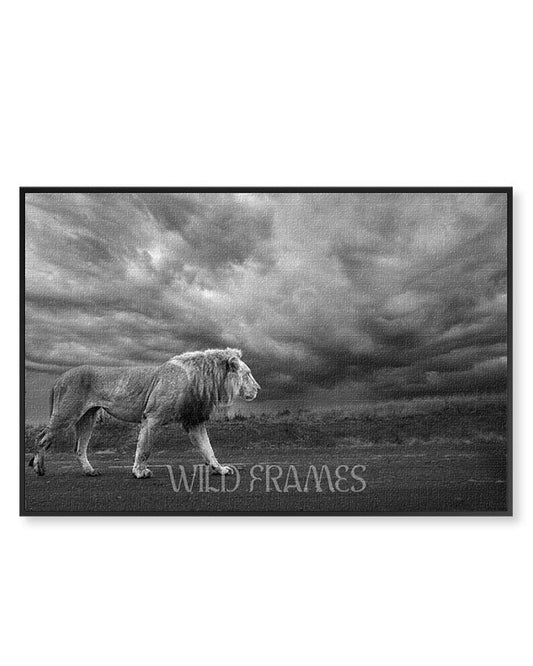 Lion Black and White - Canvas