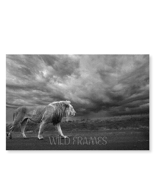 Lion Black and White - Canvas