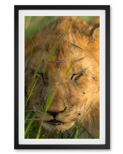 Lion Cub and Flies India - Premium Paper