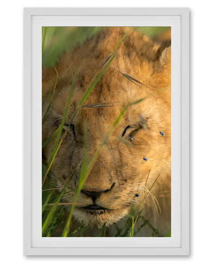 Lion Cub and Flies India - Premium Paper