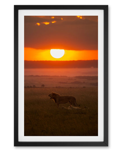 Sunset Sovereignty – Eco-Luxury Wildlife  premium paper wall Frame