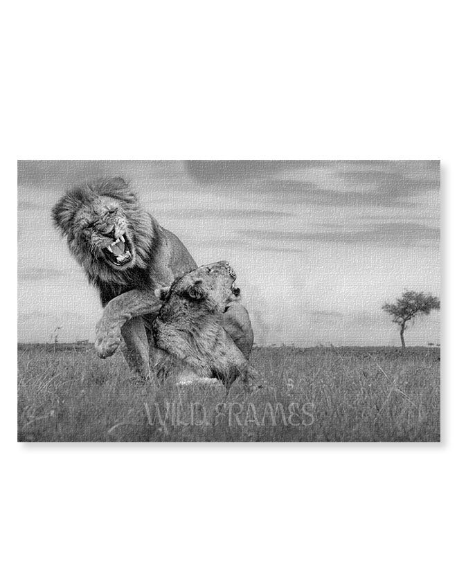 Lion Love Black and White - Canvas