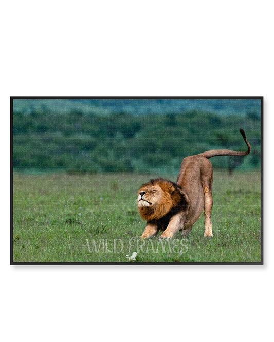 Lion After Sleep - Canvas