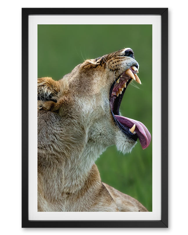 Lioness Yawning Africa - Premium Paper