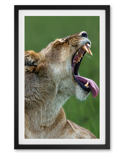 Lioness Yawning Close-Up – Wildlife Premium paper Wall Art | Safari Animal Photography Print