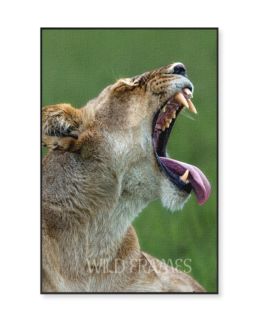 Lioness Yawning Close-Up – Wildlife Canvas  Wall Art | Safari Animal Photography Print
