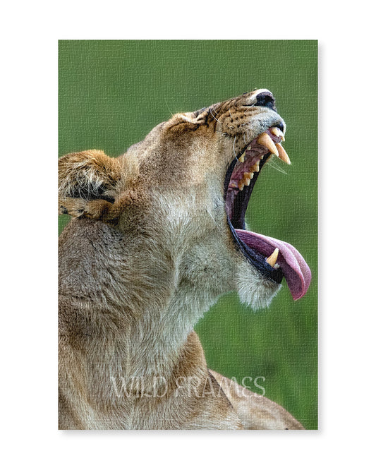 Lioness Yawning Close-Up – Wildlife Canvas  Wall Art | Safari Animal Photography Print