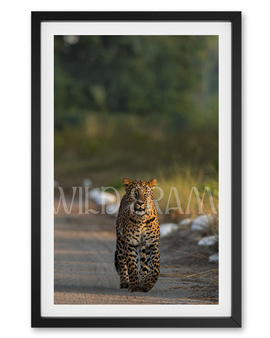 Stare – Leopard photo frame Wall Art for Refined  Interiors