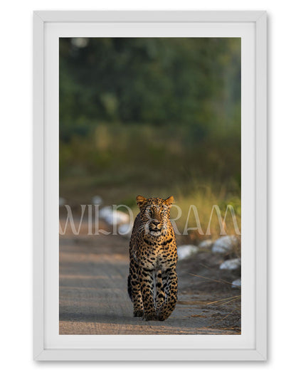 Stare – Leopard photo frame Wall Art for Refined  Interiors